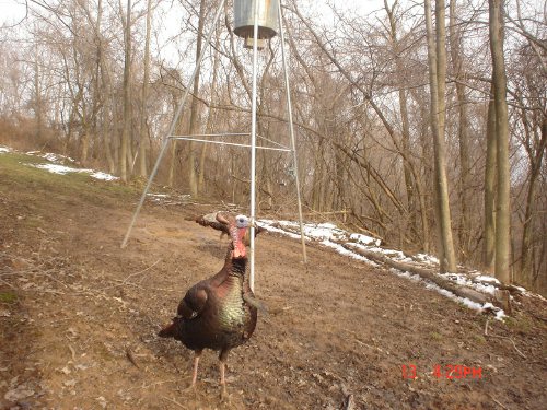 Turkey Gobbler